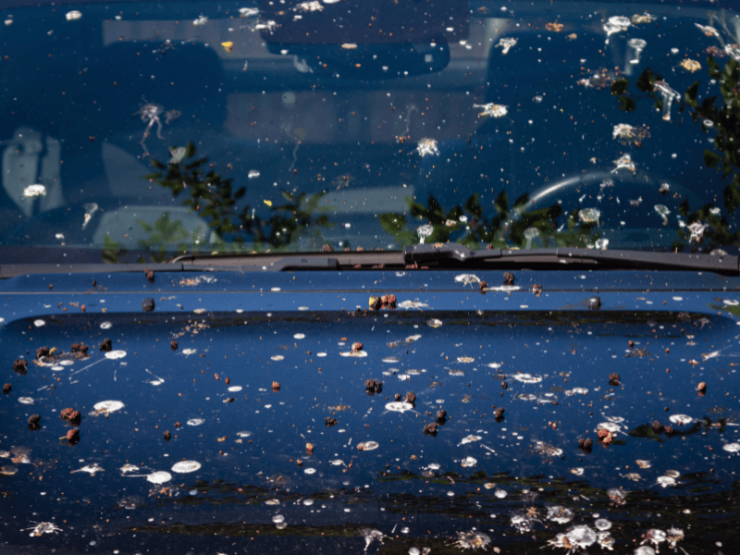 How to Safely Remove Bird Droppings from Your Car's Windows