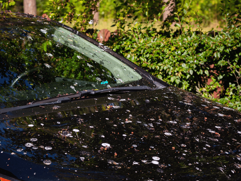 how to clean bird poop off car window